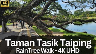 Enchanting Taman Tasik Taiping RainTree Walk  4K UHD Adventure 🌳🚶‍♂️ [upl. by Phyl]