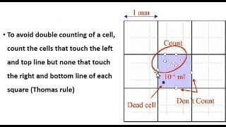 PLATELET counting by using hemocytometer  Neubaur Chamber [upl. by Apfelstadt620]