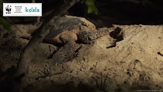 Hawksbill Turtle Nesting 🥚 WWFAustralia [upl. by Greff]