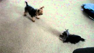 Priceless Yorkie Puppy Yorkies playing together Tanisha Breton wwwpricelessyorkiepuppycom [upl. by Ralli]