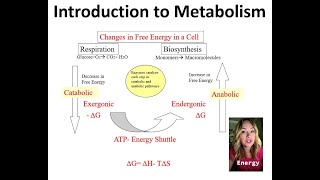 Metabolism Unit Intro to Metabolism [upl. by Enybor805]