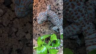 GIANT Emperor Scorpion catcges and eats Superworm Pandinus Imperator shorts [upl. by Esiocnarf886]