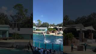 SeaWorld Orlando orlando florida dolphinshow dolphin [upl. by Iahcedrom]