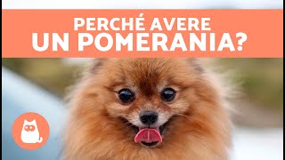 VANTAGGI di AVERE un POMERANIA 🐶✅ 7 motivi principali [upl. by Aglo194]