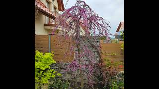 Cercis canadensis Ruby falls [upl. by Ribak468]