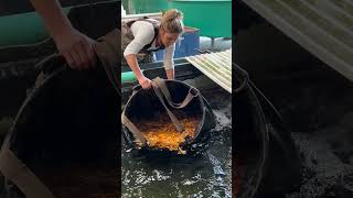 Releasing harvested Ogon koi into an indoor tank [upl. by Iak]