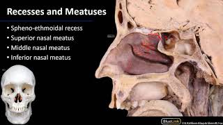 Nasal Cavity Sinuses and Ear  Lateral Wall of Nasal Cavity [upl. by Tunnell]