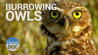 Burrowing Owls  Wild Animals  Planet Doc Full Documentaries [upl. by Arbmat602]