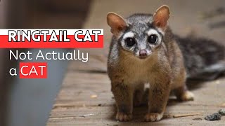 Ringtail Cat Meet Natures Unique Raccoon Cousins [upl. by Crompton444]