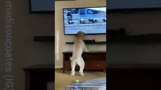 CACHORRO EMPOLGADO ASSISTINDO CORRIDA DE CAVALO CONFIRAM [upl. by Recha]