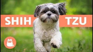 SHIH TZU en español  Características y cuidados [upl. by Pages291]