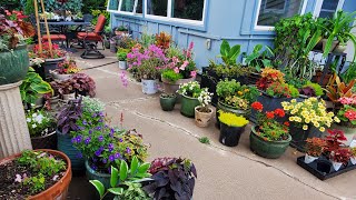 Container Recipes Patio Garden Minnesota Zone 5a [upl. by Atinrev]