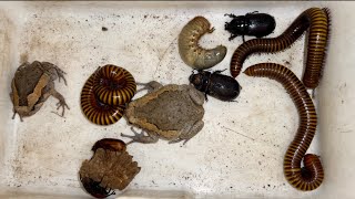 Wonderful Larva Beetles Captured And Red Giant Millipedes and bullfrogs Spotted near Colony Village [upl. by Hashim]