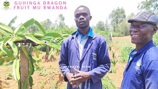 Guhinga Dragon Fruit mu Rwanda  Grace Farms Rwanda [upl. by Eerized]