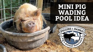 Miniature Pig Mini Pig Wading Pool Idea [upl. by Aimahs]