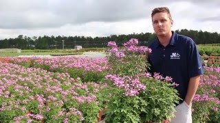 In The Nursery Proven Winner Cleome [upl. by Ilam]