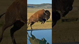 Unbelievable Moment Buffalo Jumps into Pool to Escape Lion Attack [upl. by Ayna471]