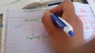 PHOSPHOLIPID SYNTHESIS made easy part 4phosphotidyl serine synthesis [upl. by Aram]