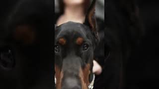 Ear Cropping and Tail Docking in Dobermans pets dog shorts [upl. by Wier]