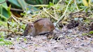 Striped Field Mouse Apodemus agrarius  Brandmaus [upl. by Gladys]