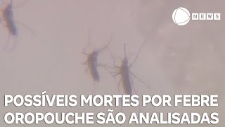 Brasil investiga mortes com suspeita de febre oropouche [upl. by Elamaj229]