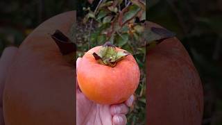 PERSIMMON ♥️♥️♥️😋👍😍✅🇮🇹satisfying fruit yummy nature [upl. by Anifled794]