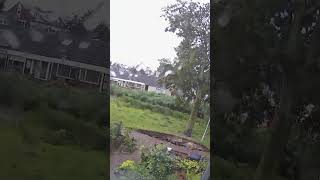 45YearOld Tree Gets Uprooted During Storm  1430065 [upl. by Idyak]