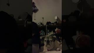 My dogs favorite sounds youtubeshorts shortsfeed shorts pug dog [upl. by Theresa]