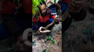 Habib Bhai dug a hole in the ground and rescued the snake Part1 snake coconut rescue wildlife [upl. by Malinin]