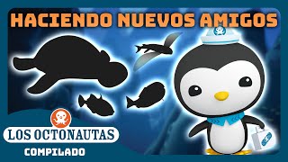 Los Octonautas  🤗 Haciendo nuevos amigos 🐳  Episodios Completos  Compilado [upl. by Nosretep369]