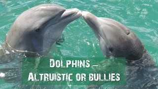 Dolphins Altruistic or bullies [upl. by Alyar574]