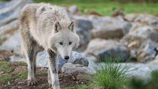 Les loups à Beauval [upl. by Belva]