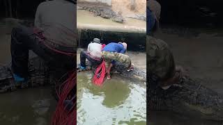 The enormous crocodile is being rescued and relocated by crocodile carers [upl. by Bondy]