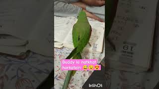 Watch Till End And Do Subscribe 🙏😊 ytshortsviralalexandrineparrot parrotmastilikeandshareparot [upl. by Dittman]