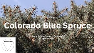 Colorado Blue Spruce [upl. by Nyram]