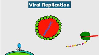 Viral genome replication mechanisms  آليات تنسخ مجين الفيروسات [upl. by Cristiona]