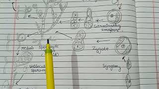 Lifecycle of EctocarpusAsexual and Sexual reproduction in Ectocarpus lifecycle of Ectocarpus 🌿🌿🌿 [upl. by Aziul]