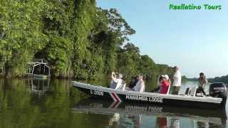 Reallatino Tours Bootsafari im Tortuguero Nationalpark [upl. by Neeloc527]