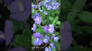 Nemesia Plants gardeningplants plants flowers shortvideo trending [upl. by Issiah]