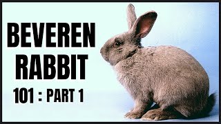 Beveren Rabbit 101 Part 1 [upl. by Ebeneser265]