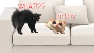 Funny cats part6😍❤️🐈🐈‍⬛if u love cats give follow or like🐱 [upl. by Tavey]