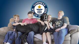 NEW Great Dane Crowned Worlds Tallest Dog  Guinness World Records [upl. by Hailat212]