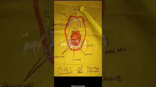 Types of TeethIncisors Canines Premolars Molars [upl. by Aniret289]