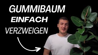 Gummibaum Verzweigen Einfach Gemacht [upl. by Raman]