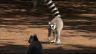 The Ringtailed Lemur [upl. by Chastity]