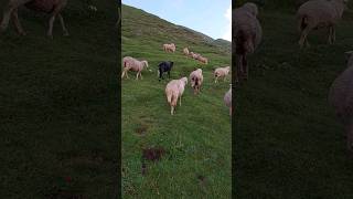 Sheeps in Beautifull Valley shorts [upl. by Adelia]