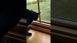 Cat Tries to Catch Bird Perched on Opposite Side of Window  1510926 [upl. by Epolulot923]