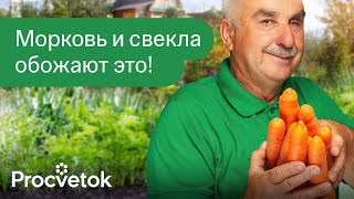 МОРКОВЬ И СВЁКЛА ВЫРАСТУТ СЛАДКИМИ ГЛАДКИМИ И СОЧНЫМИ если посыпать их ЭТИМ сразу после всходов [upl. by Entwistle706]