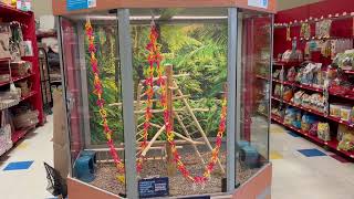 BlueWinged Parakeets in Cool MultiColored Bird Cages  PETCO [upl. by Kemme]