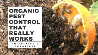 Organic PEST CONTROL that really WORKS [upl. by Allison840]